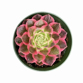 Aeonium Aquaman (4 inch) mini ornamental plant  