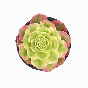 Aeonium Aquaman mini ornamental plant  