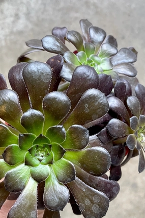 Aeonium arboreum 'Zwartkop' 4" medium flower pot  