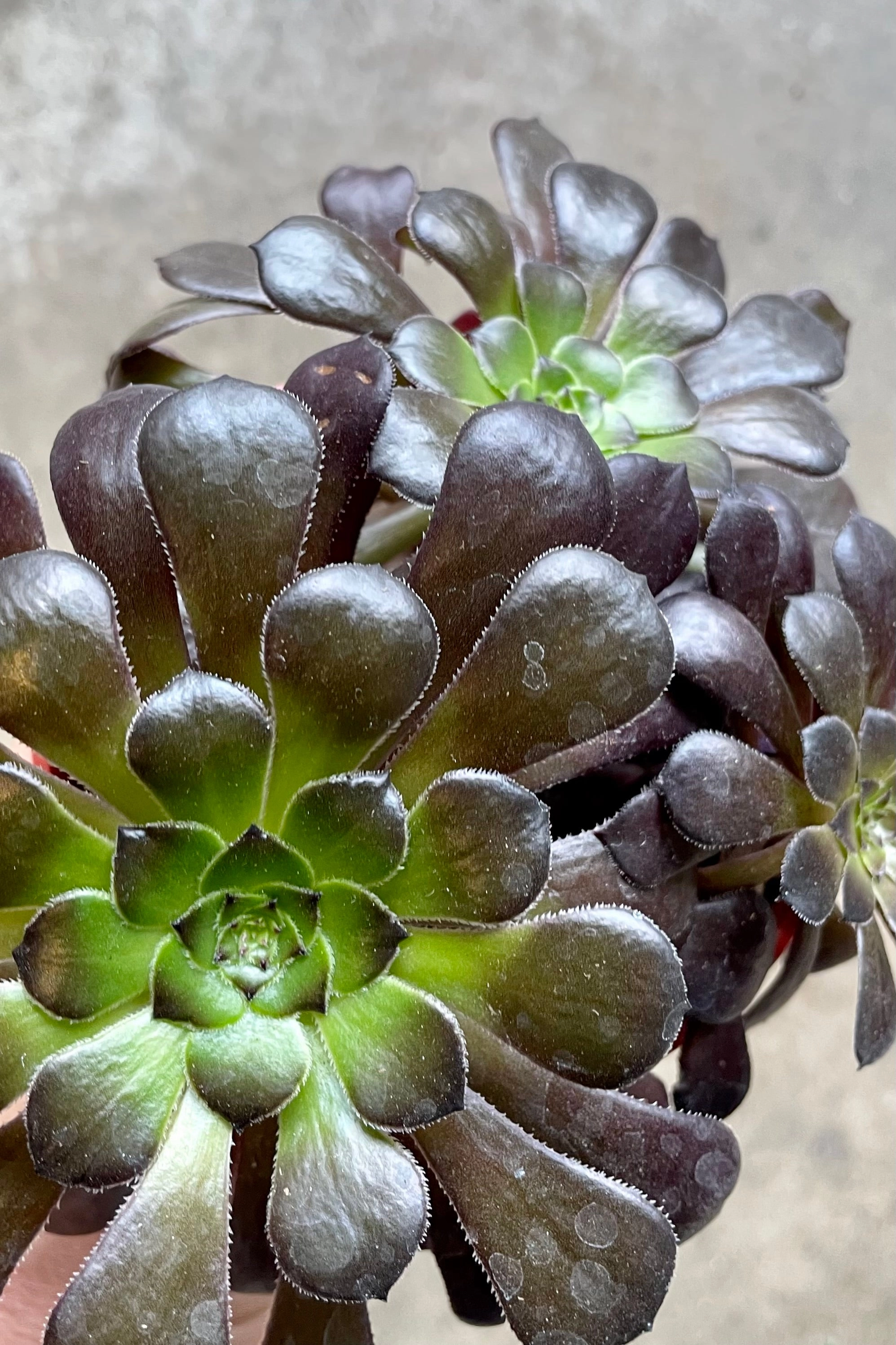 Aeonium arboreum 'Zwartkop' 4" medium flower pot  