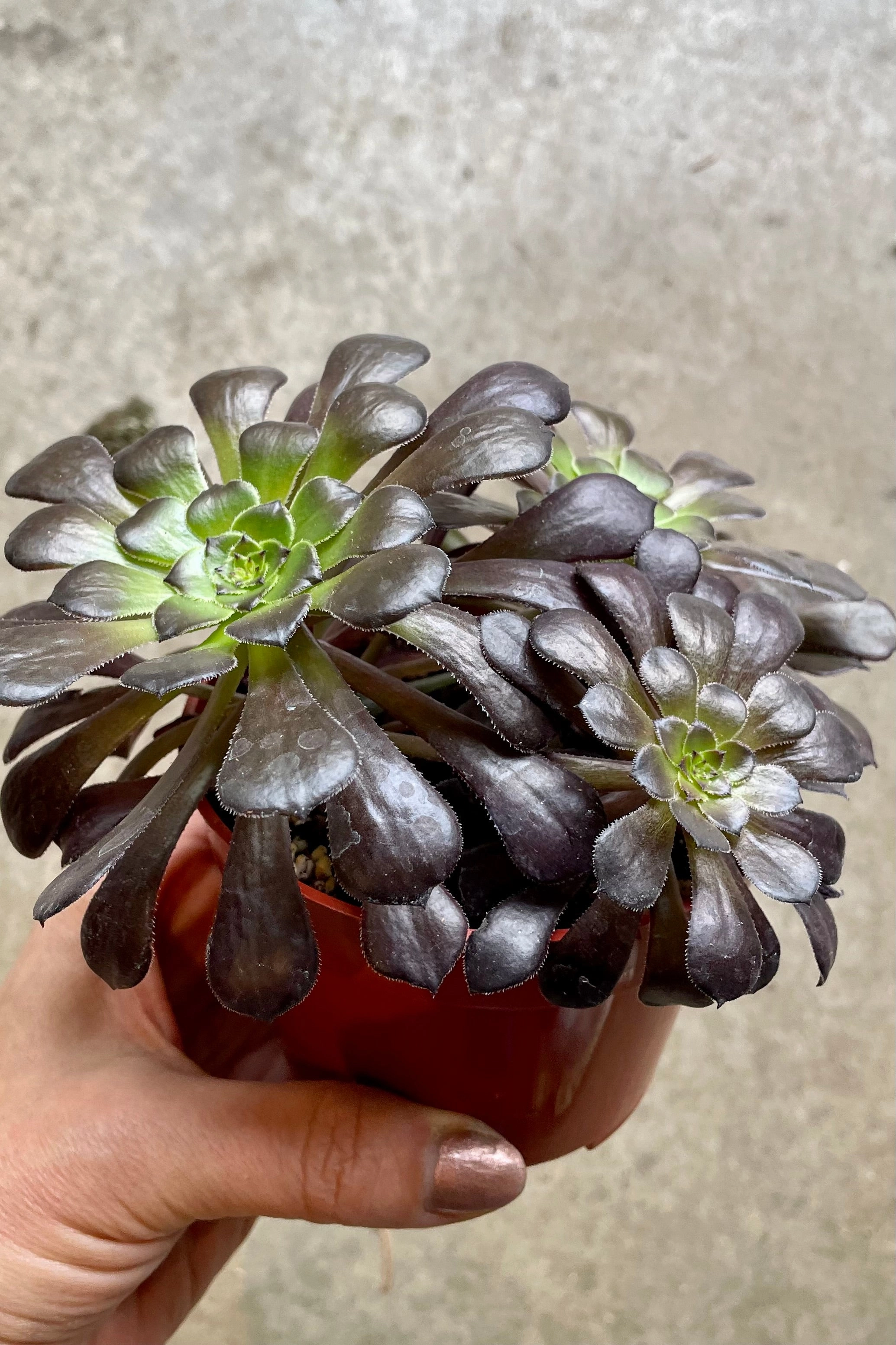 Aeonium arboreum 'Zwartkop' 4"