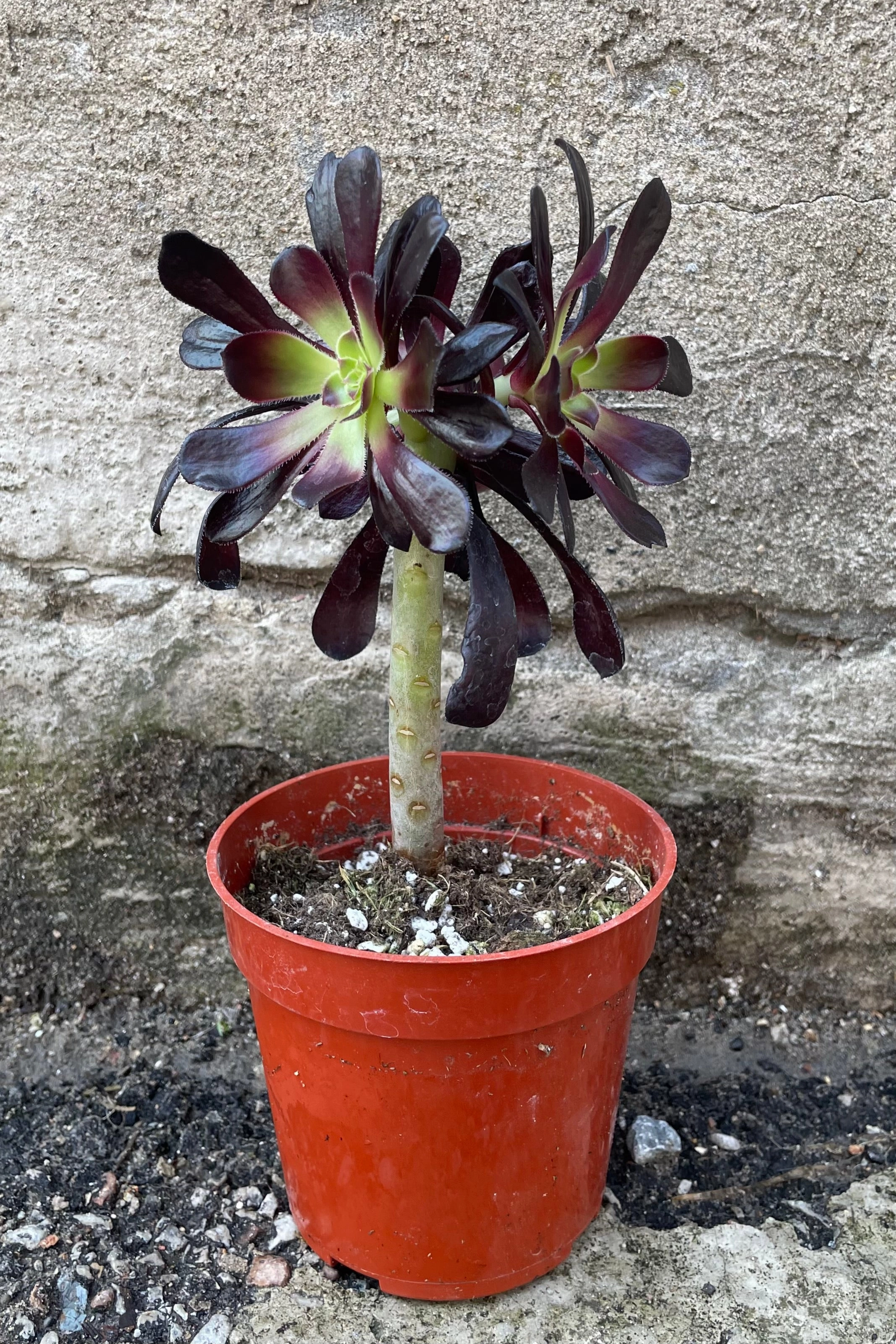 Aeonium arboreum 'Zwartkop' 4"