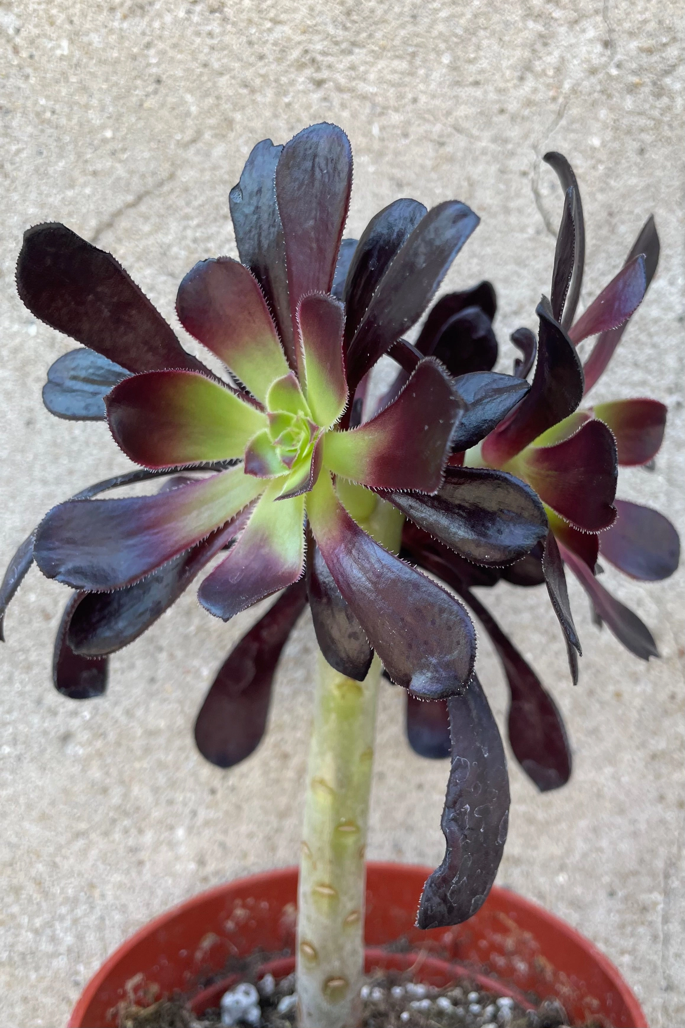 Aeonium arboreum 'Zwartkop' 4"