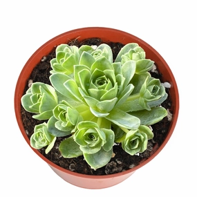 Aeonium Dodrantale / Greenovia Dodrantalis (4 inch) mini ornamental plant  