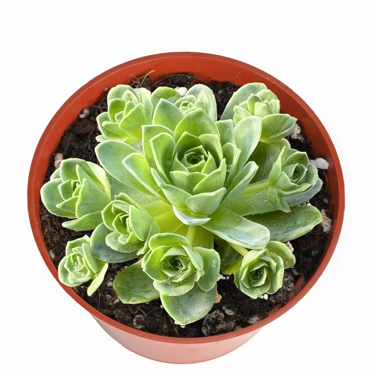 Aeonium Dodrantale / Greenovia Dodrantalis (4 inch) mini ornamental plant  