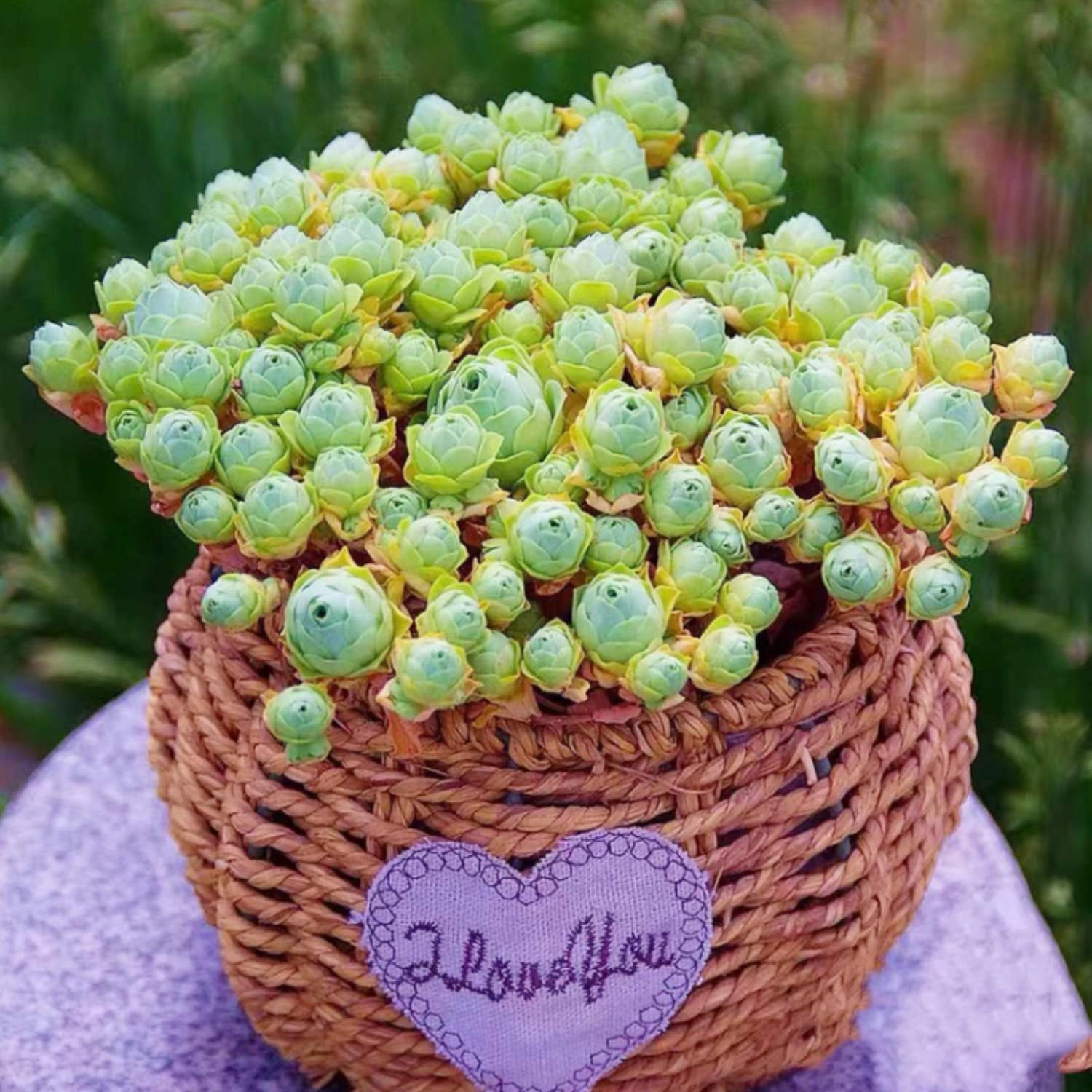 Aeonium Dodrantale / Greenovia Dodrantalis (4 inch)