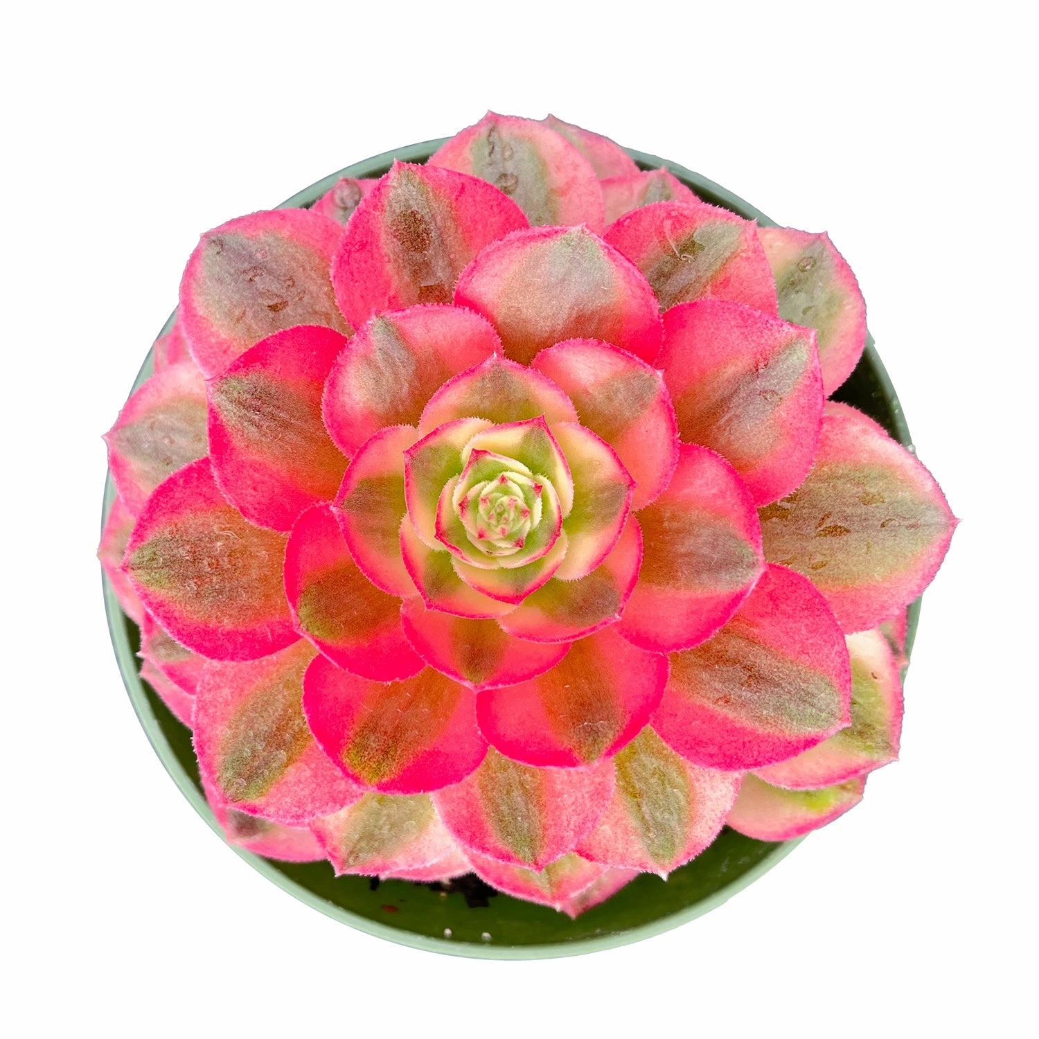 Aeonium halloween var. white colour (4 inch) mini ornamental plant  