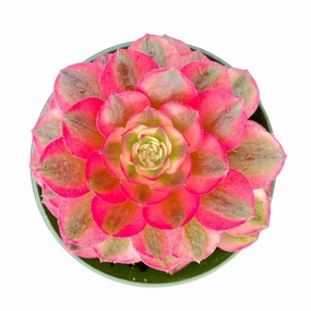 Aeonium halloween var. white colour (4 inch) mini ornamental plant  