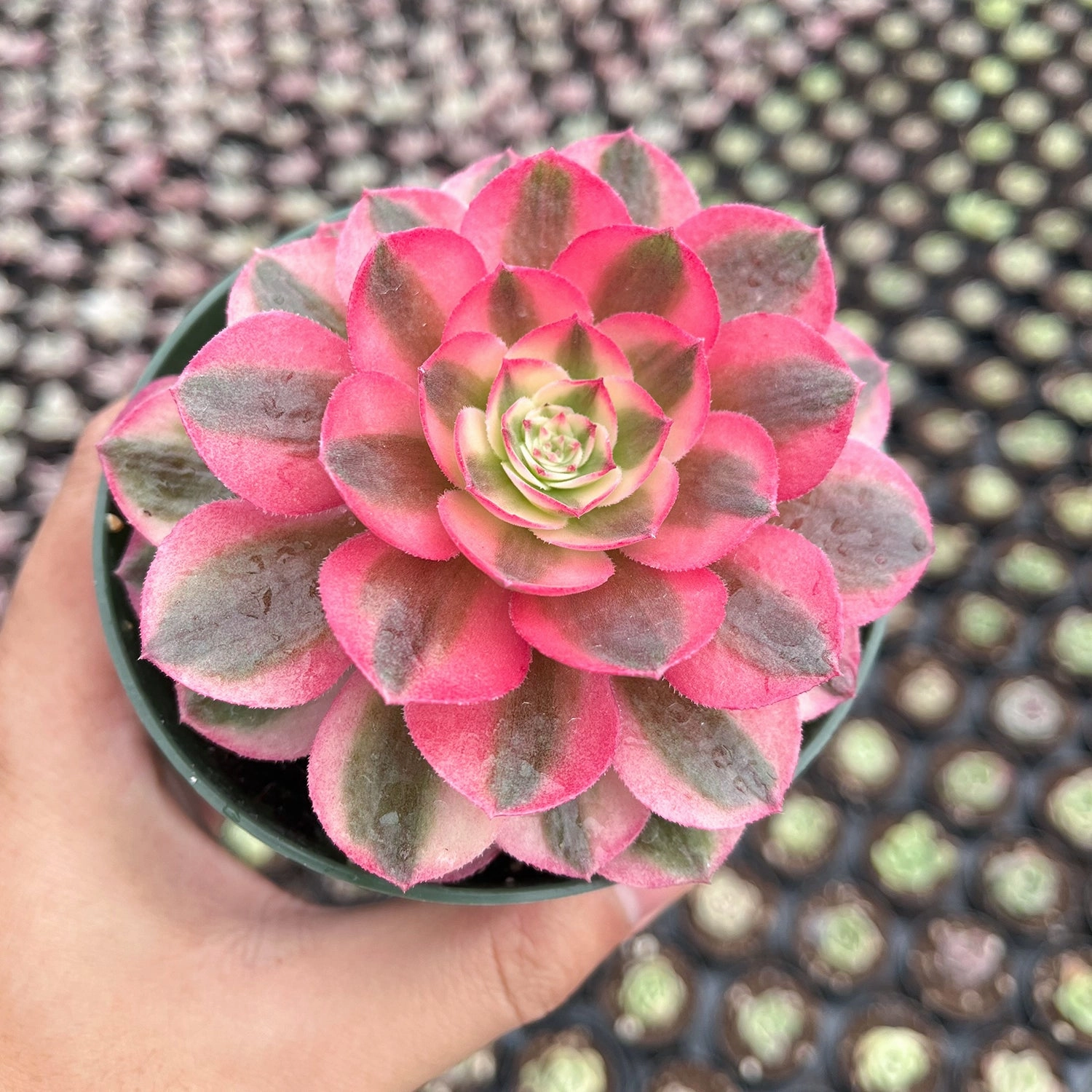 Aeonium halloween var. white colour (4 inch)