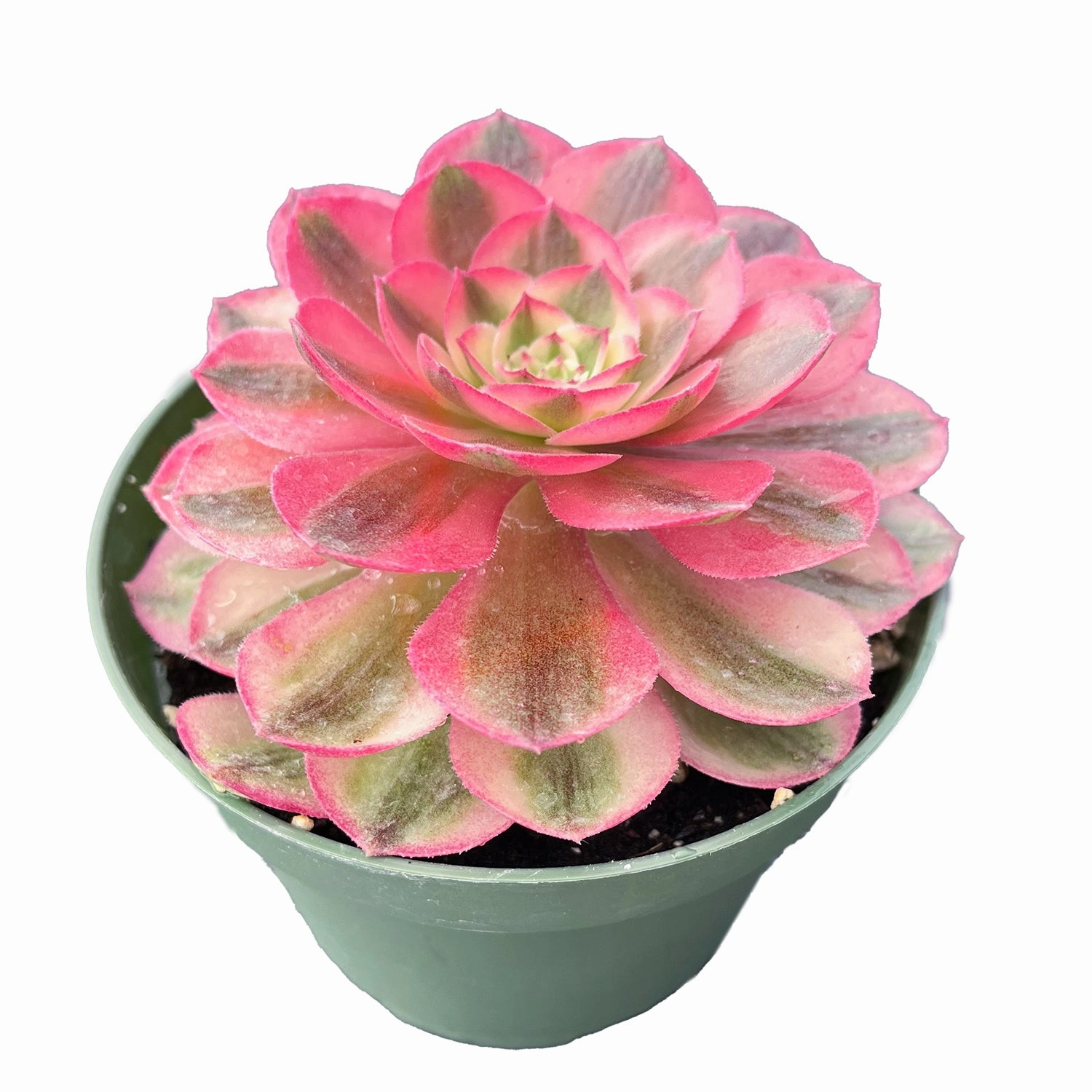Aeonium halloween var. white colour (4 inch)