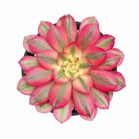 Aeonium Halloween var. White Colour mini ornamental plant  