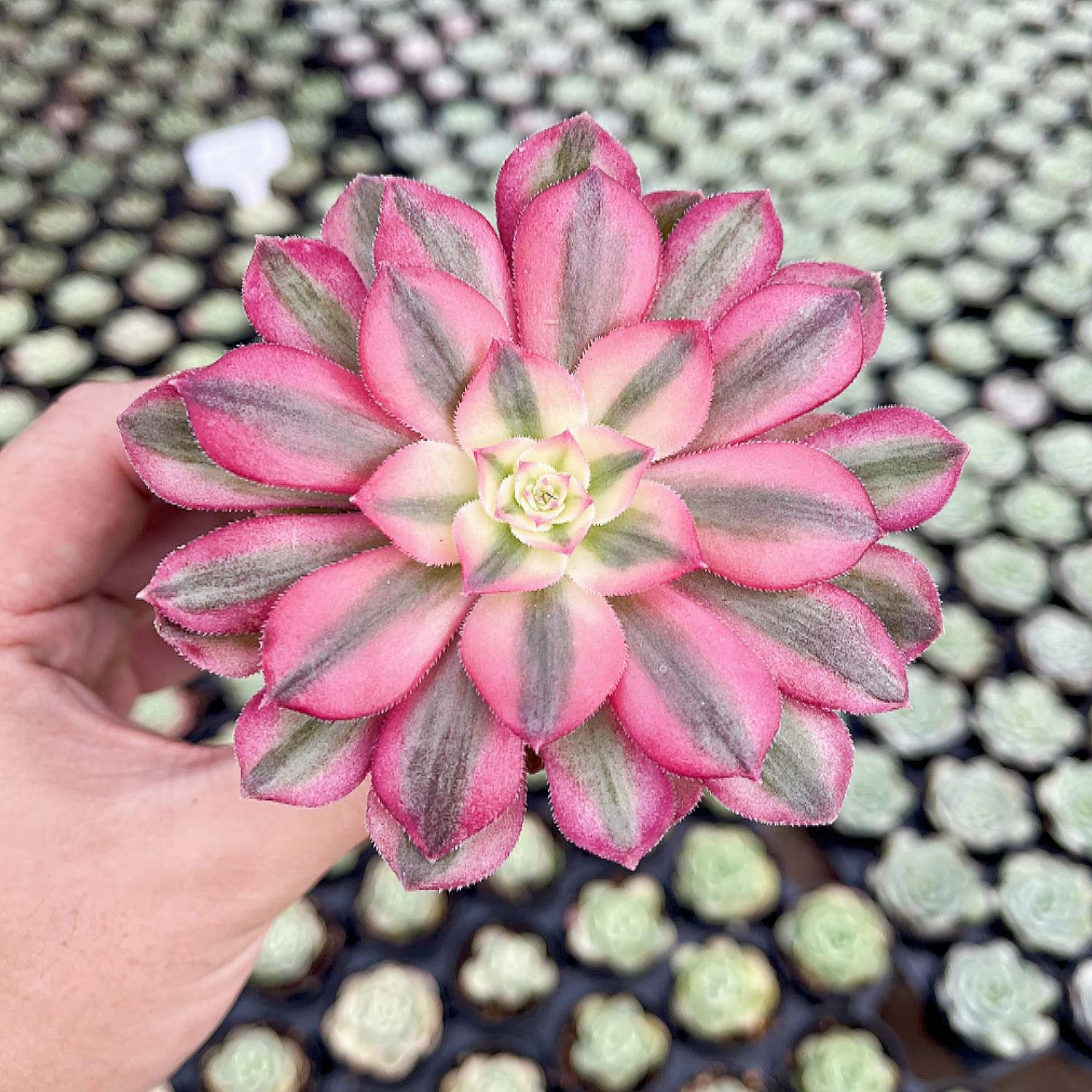 Aeonium Halloween var. White Colour