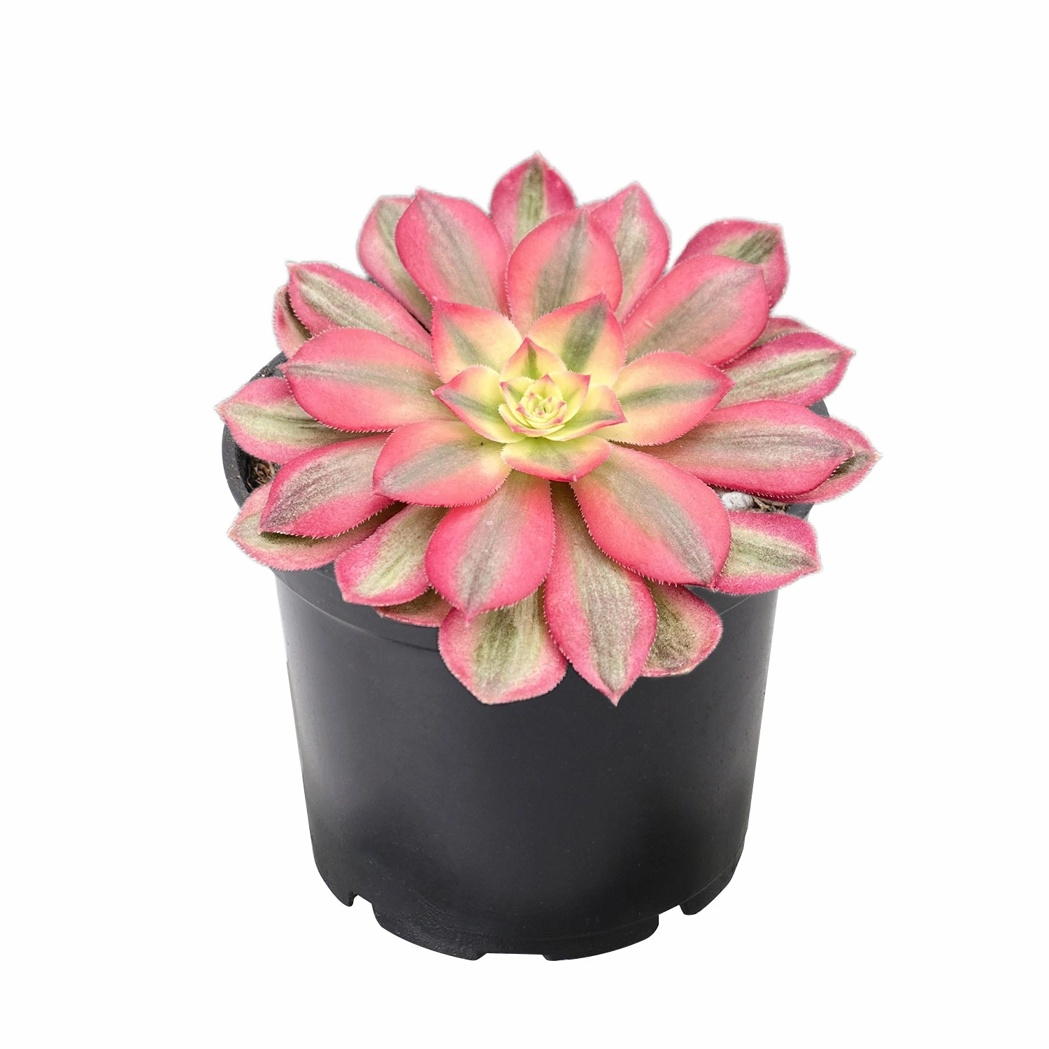 Aeonium Halloween var. White Colour