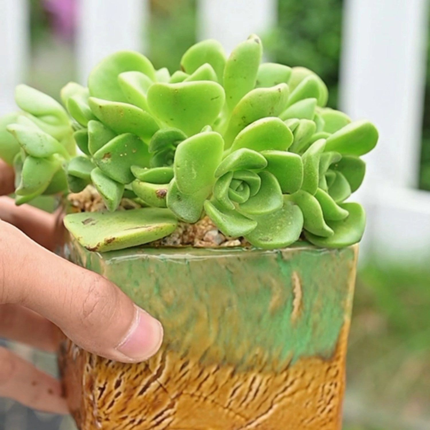 Aeonium Lily Pad Cuttings