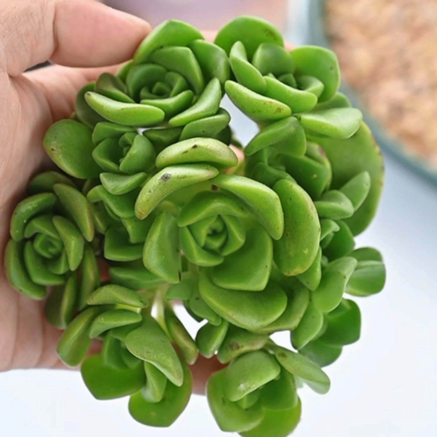 Aeonium Lily Pad Cuttings