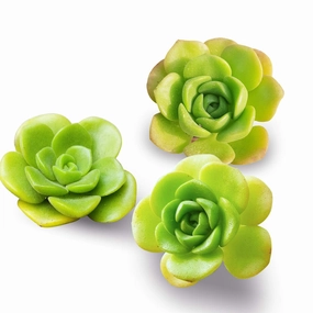 Aeonium Lily Pad Cuttings mini ornamental plant  