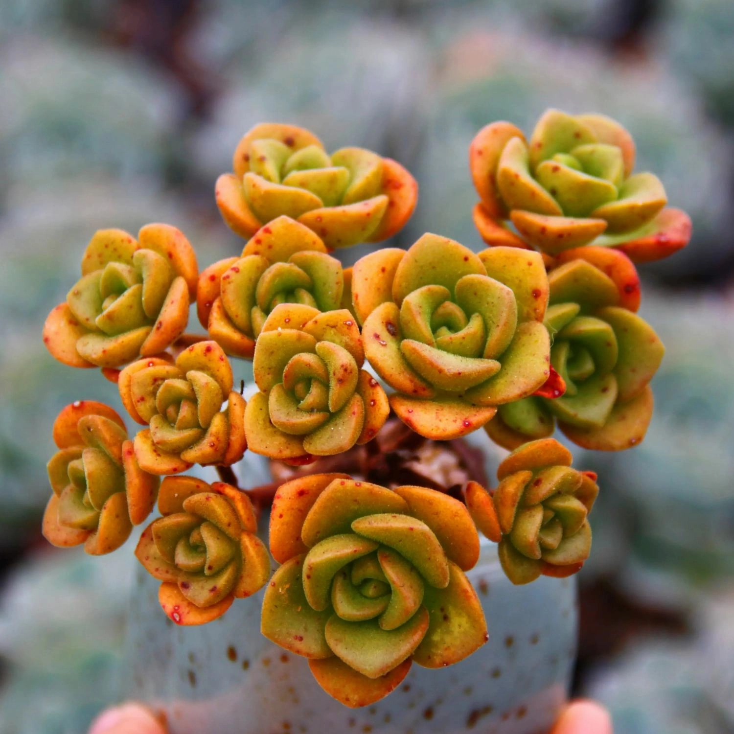 Aeonium Lily Pad