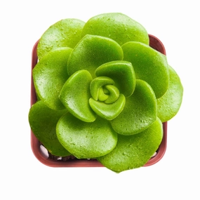 Aeonium Lily Pad mini ornamental plant  