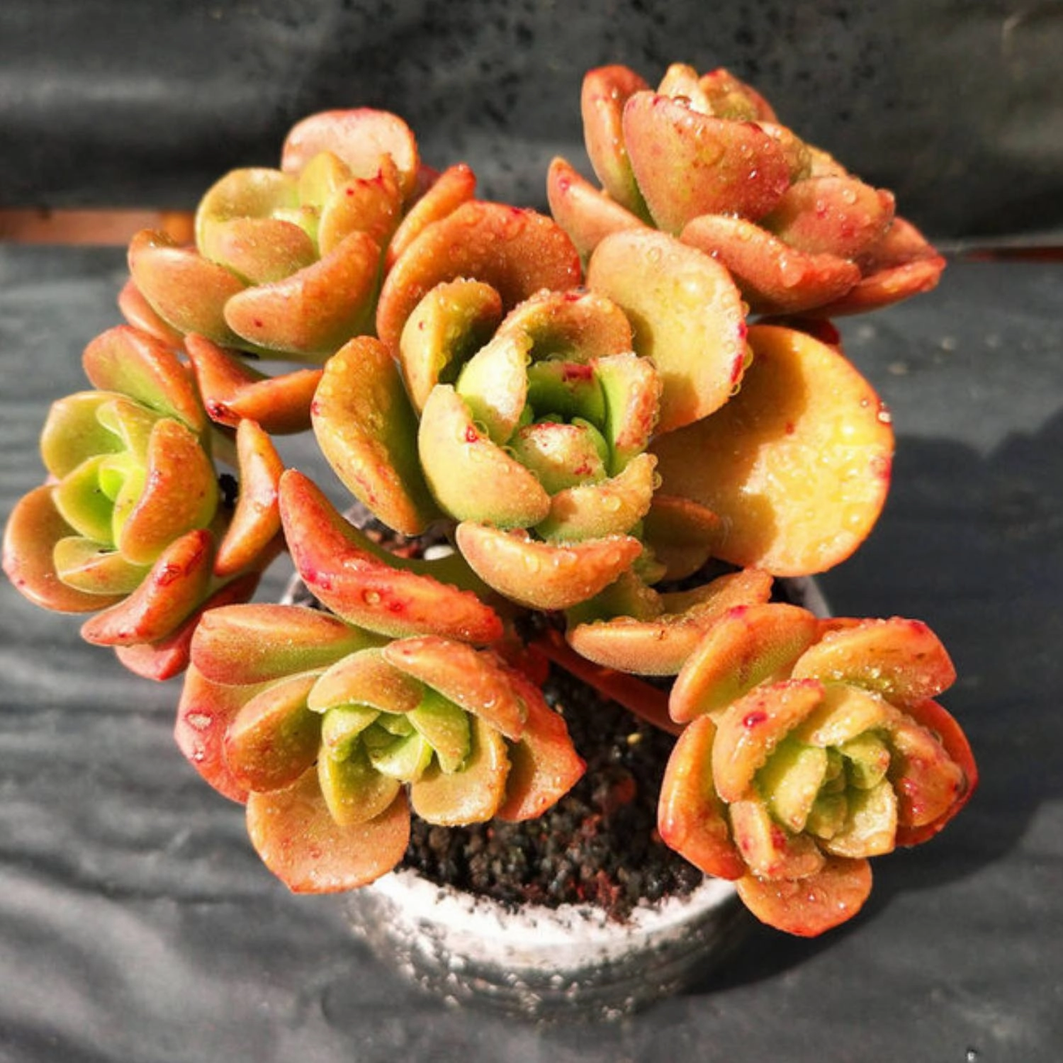 Aeonium Lily Pad