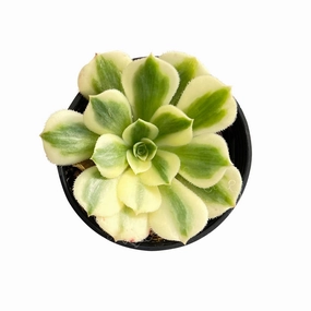 Aeonium Maybach mini ornamental plant  