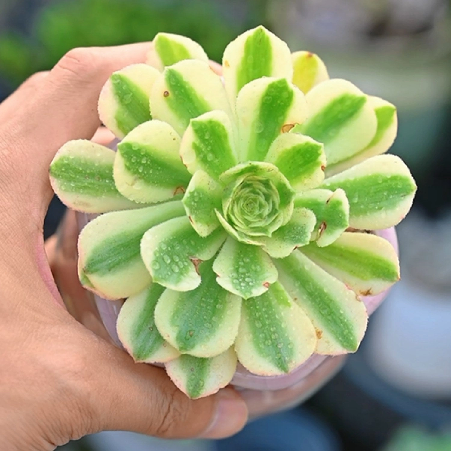 Aeonium Maybach (4 inch)