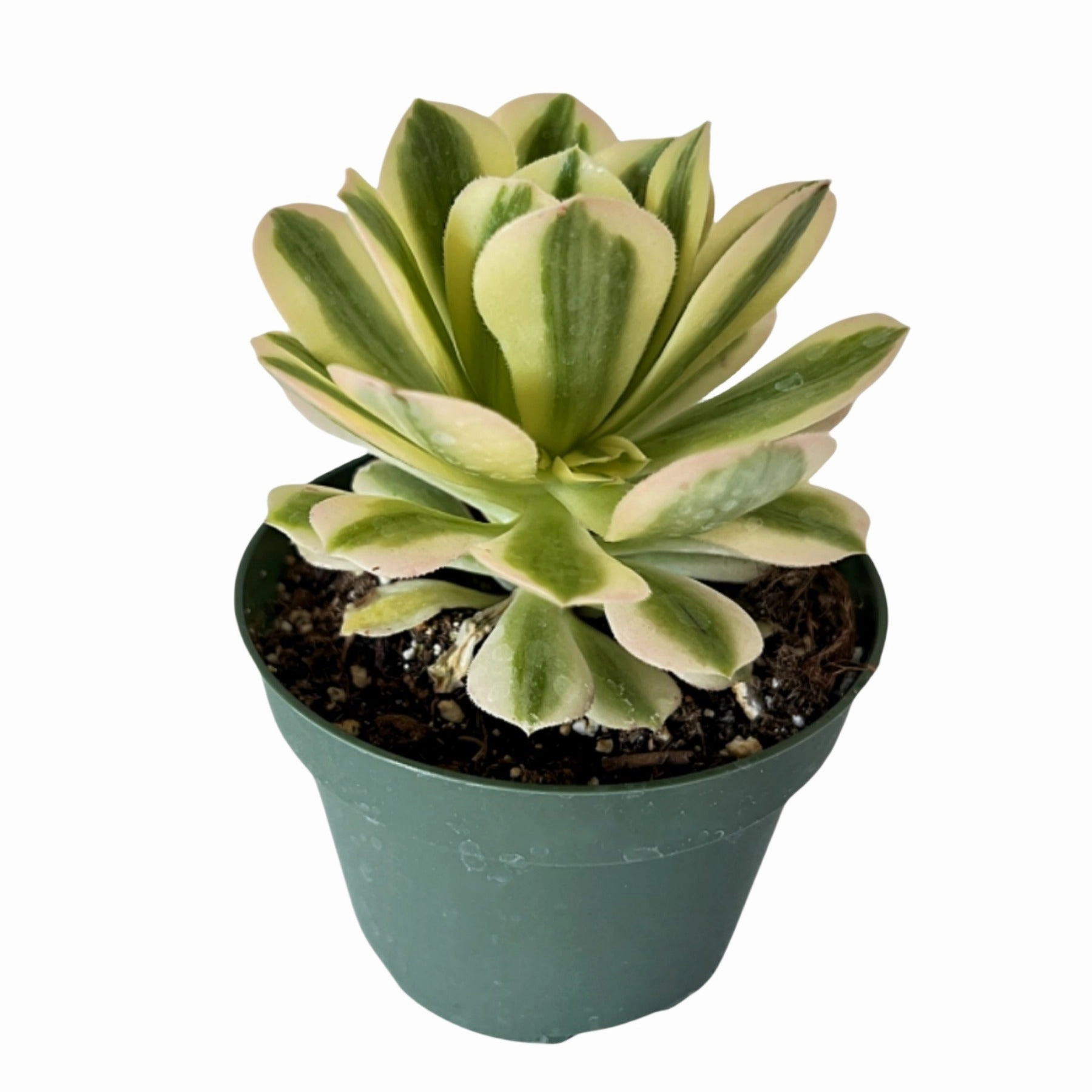 Aeonium Maybach (4 inch)