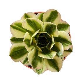 Aeonium Maybach (4 inch) mini ornamental plant  