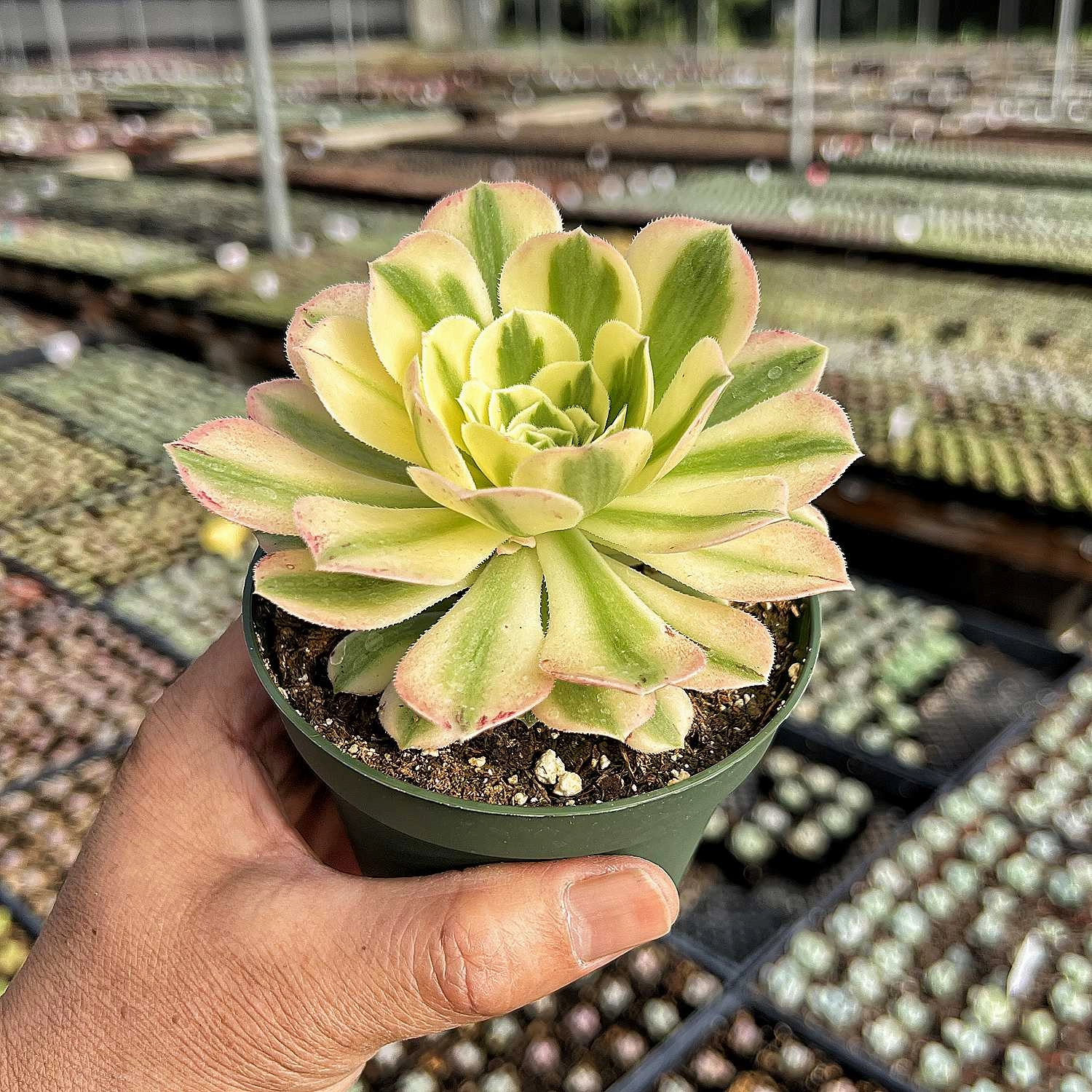 Aeonium Maybach (4 inch)