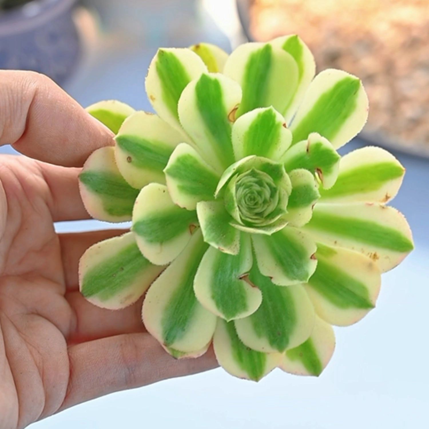 Aeonium Maybach (4 inch)