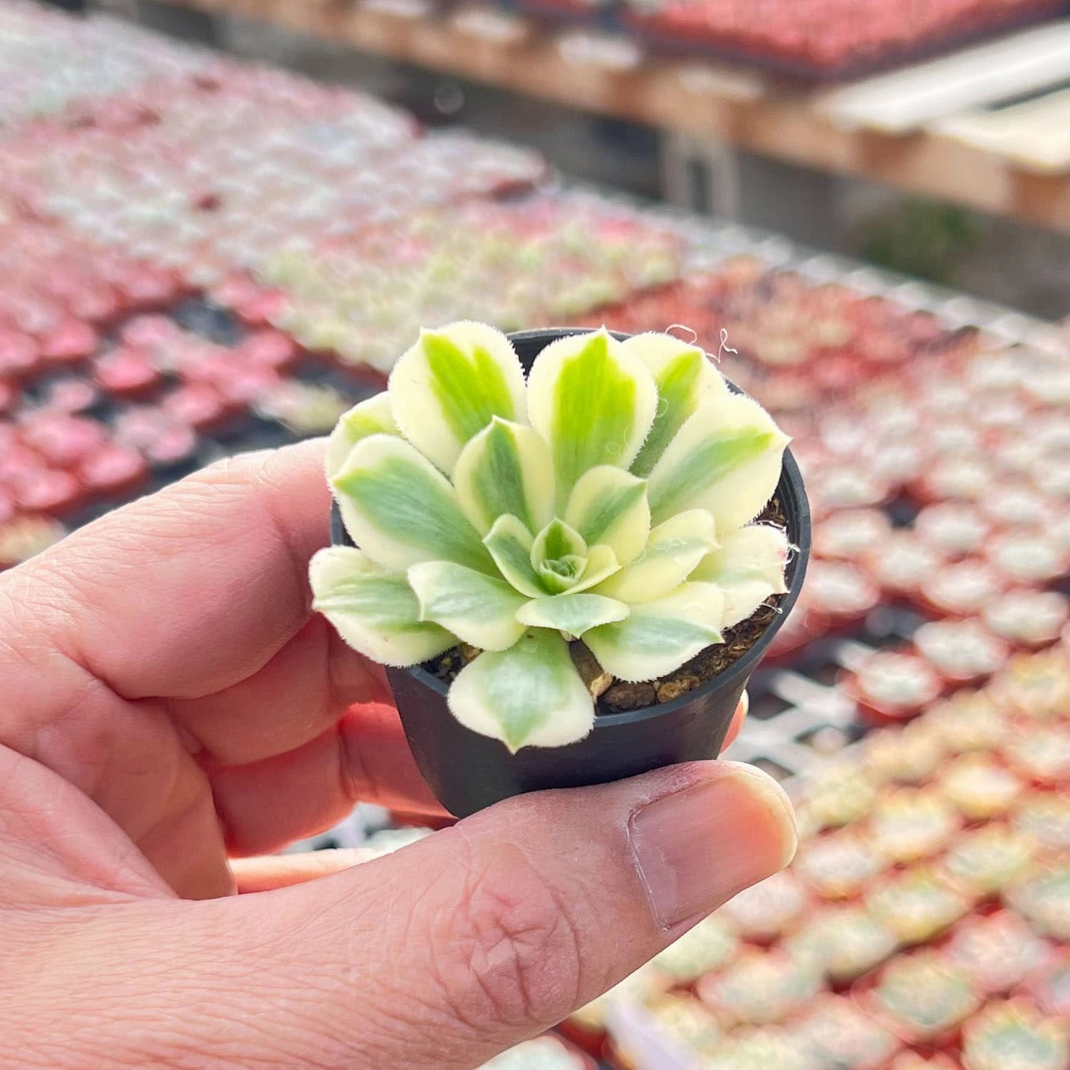 Aeonium Maybach