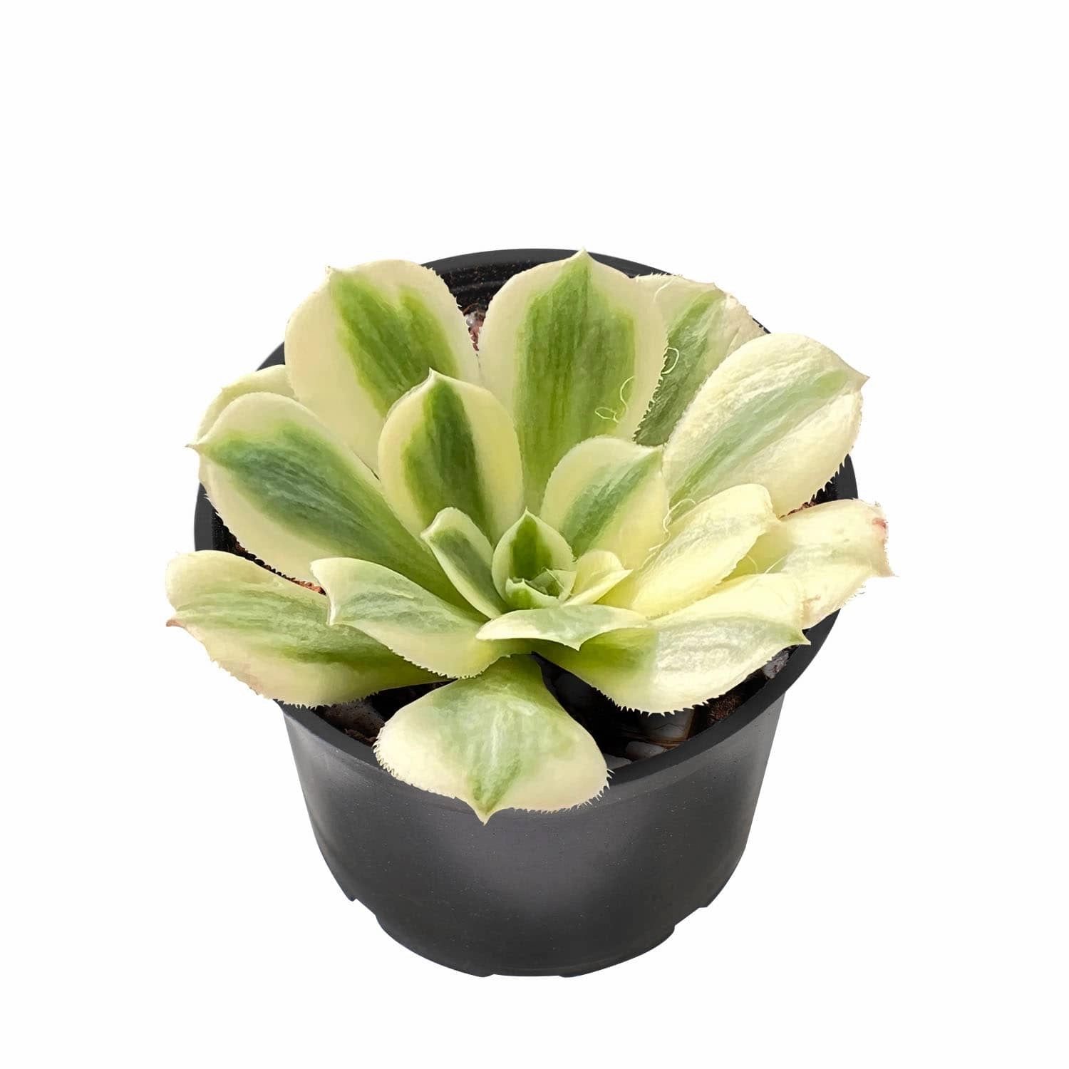 Aeonium Maybach