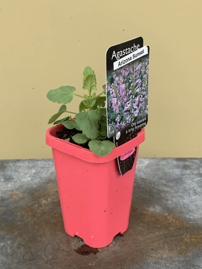 Agastache Arizona Sunset small flower pot  