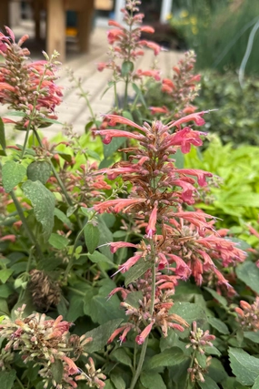 Agastache (assorted) 4.5" decorative flowerpot  