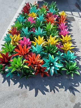 Agava Cactus decorative plants  
