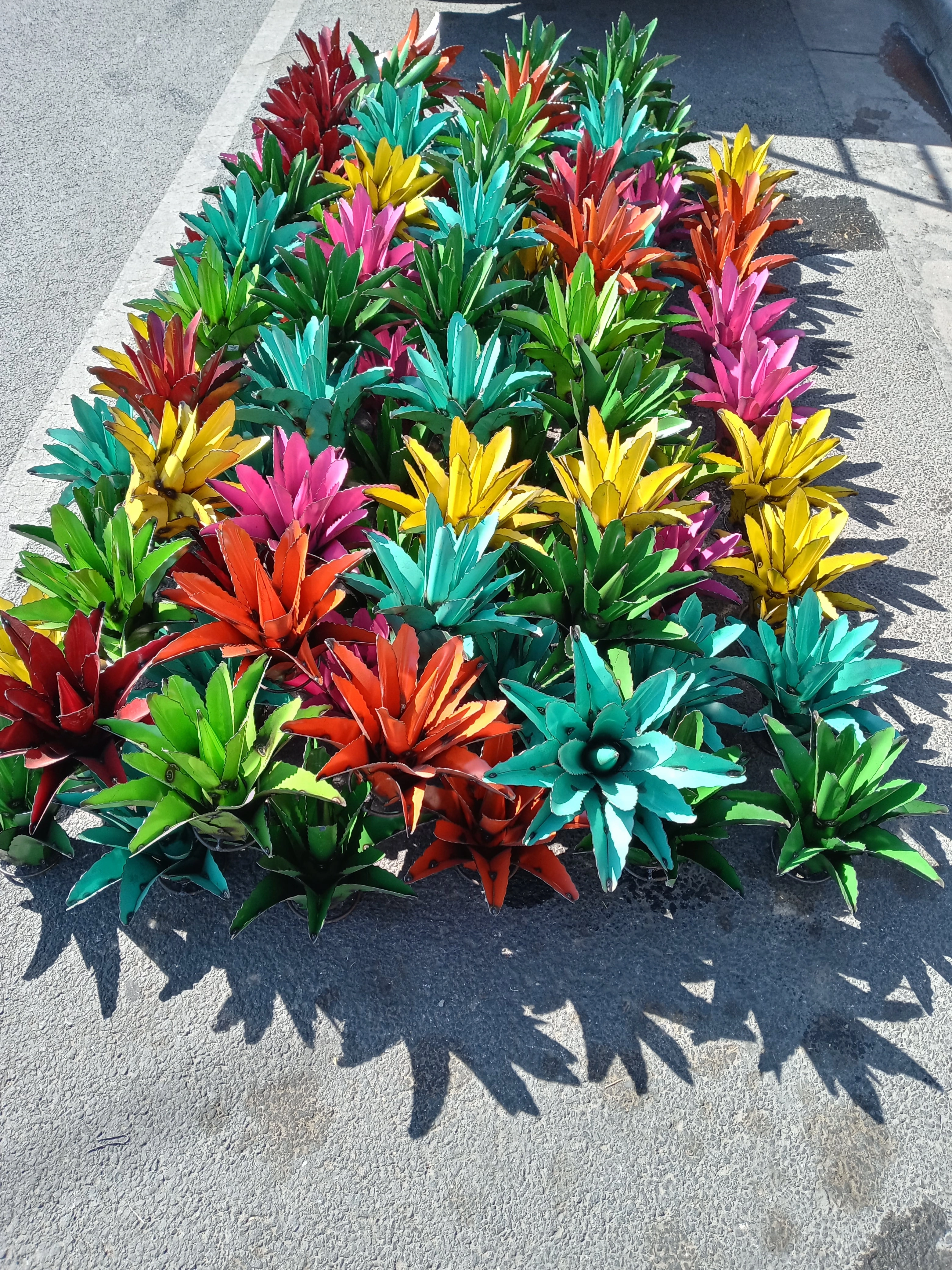 Agava Cactus decorative plants  