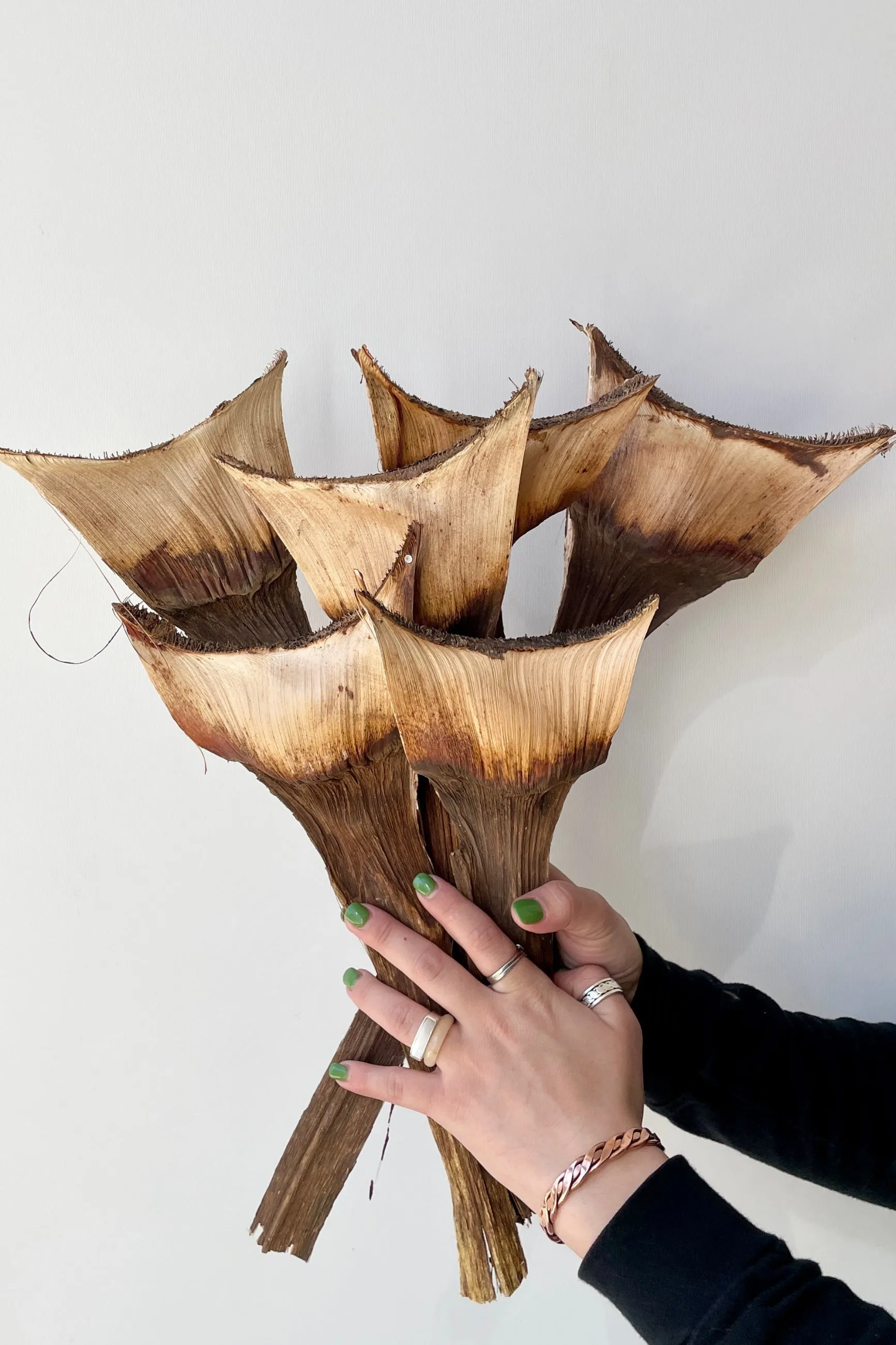 Agave Medio Natural Preserved Bunch indoor houseplants  