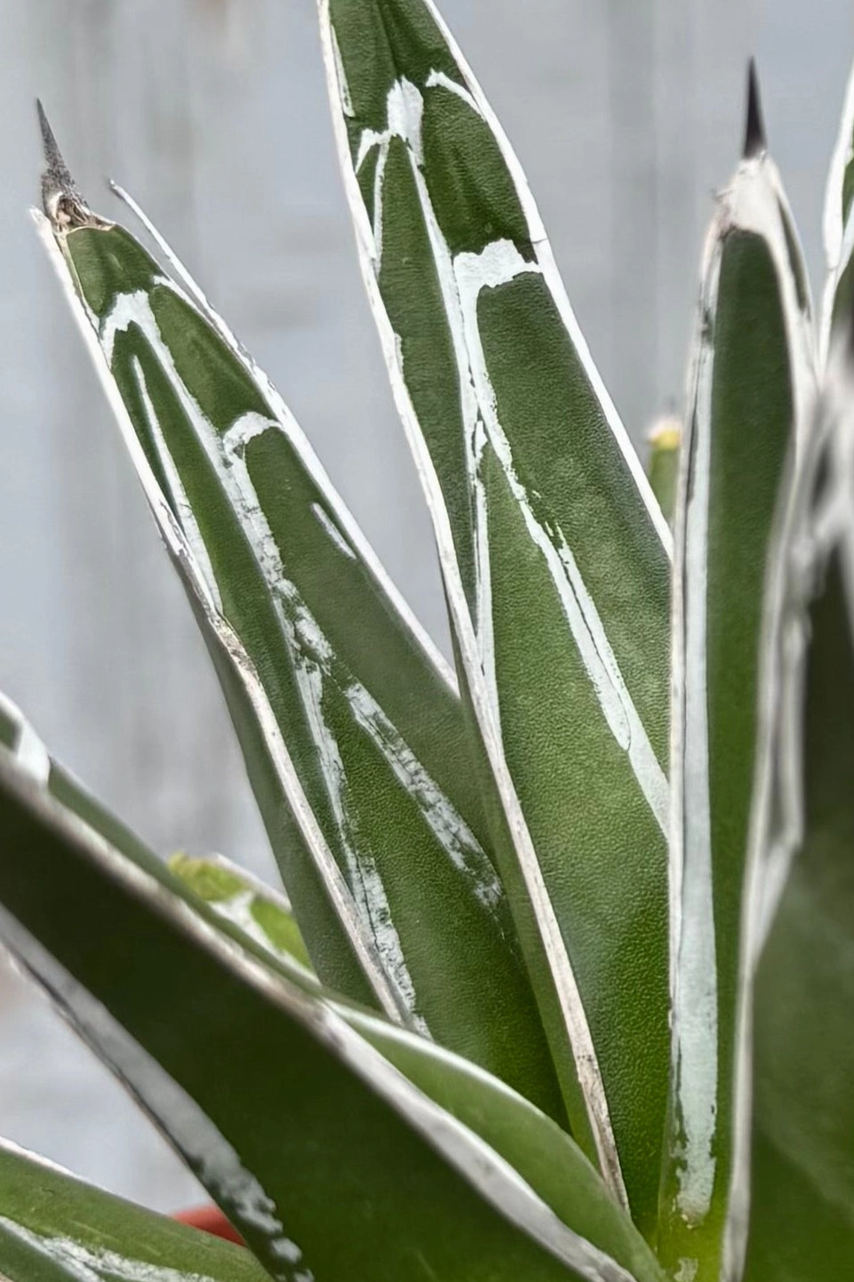 Agave victoriae-reginae 6"