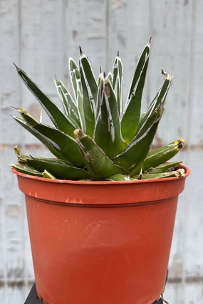 Agave victoriae-reginae 6" medium flower pot  