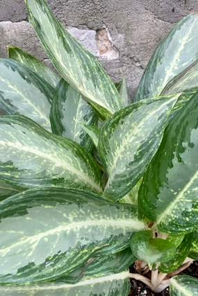 Aglaonema 'Golden Bay' 10" medium flower pot  