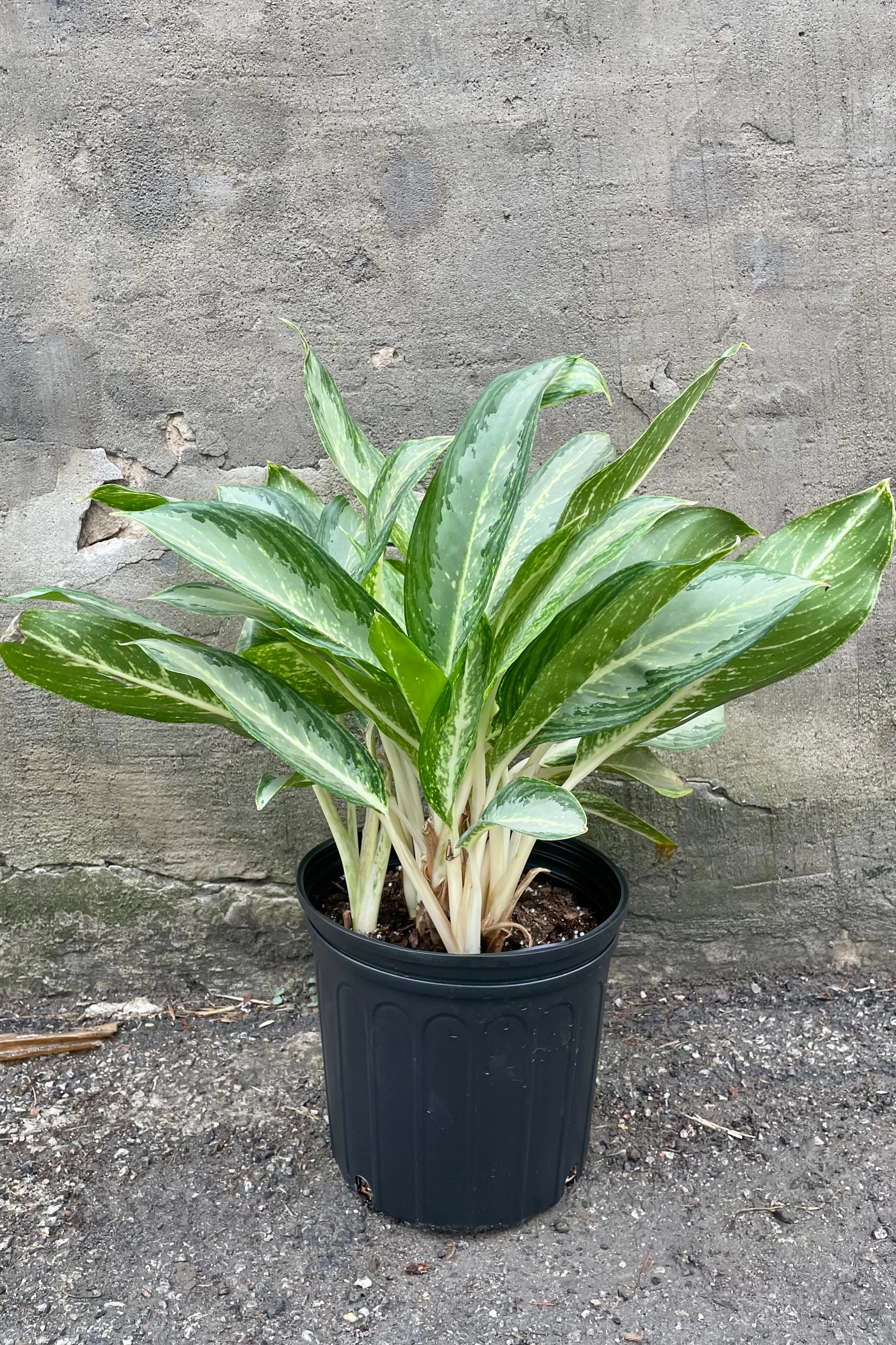 Aglaonema 'Golden Bay' 10"