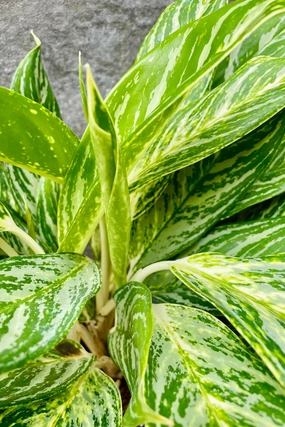 Aglaonema 'Golden Madonna' 6" medium flower pot  