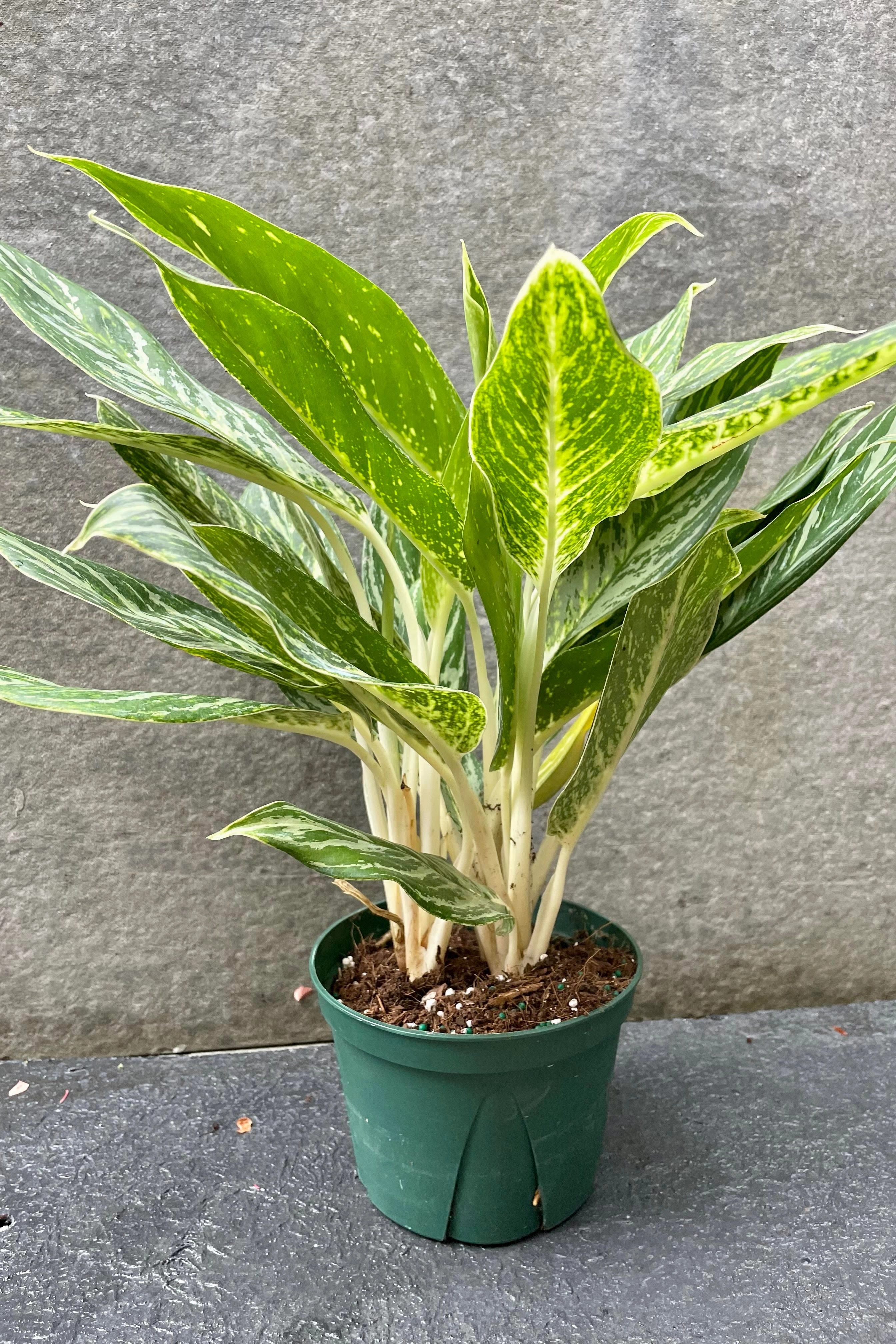 Aglaonema 'Golden Madonna' 6"