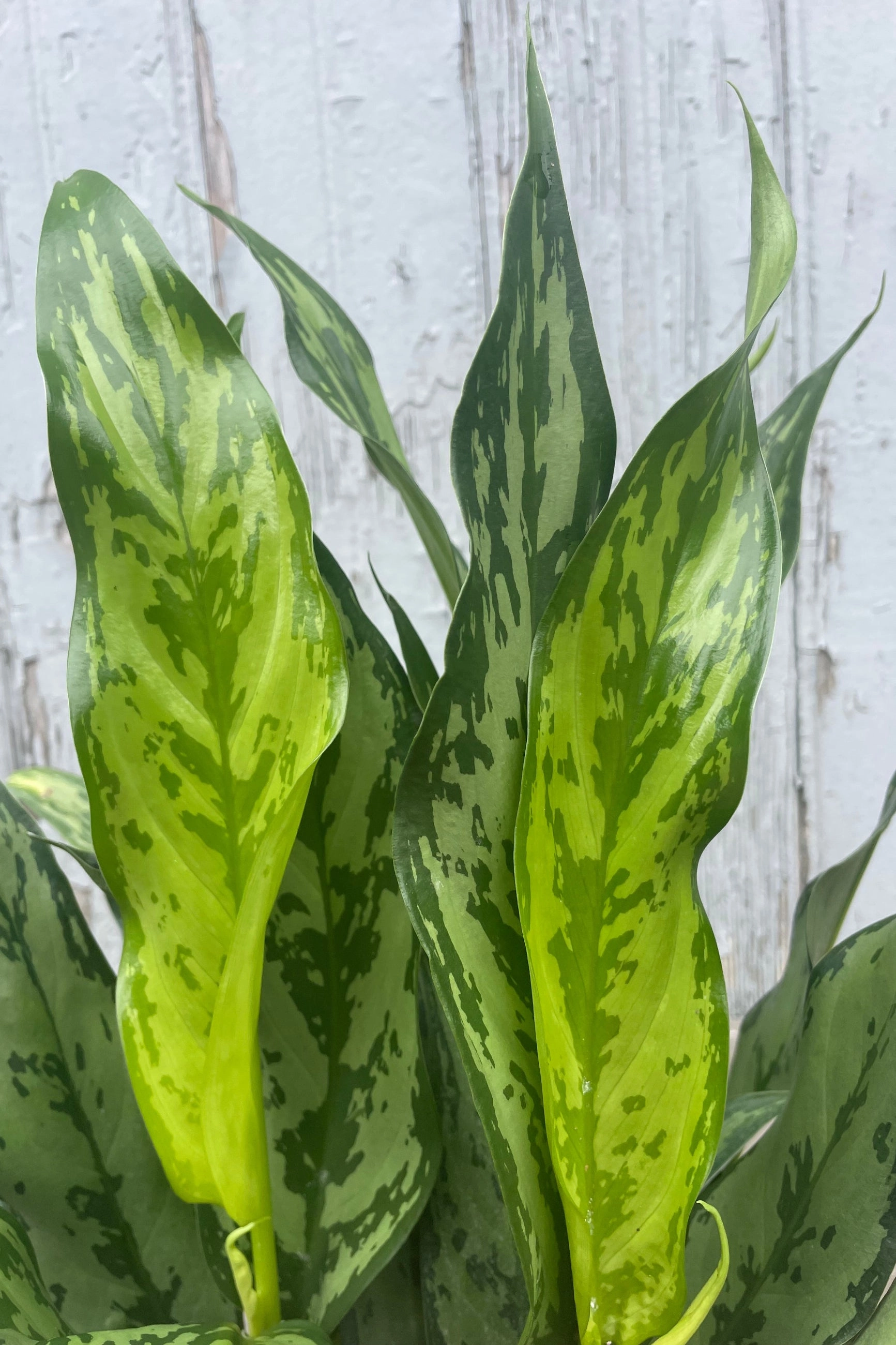 Aglaonema 'Romeo' 6"
