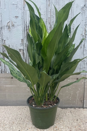 Aglaonema 'Romeo' 6" medium flower pot  