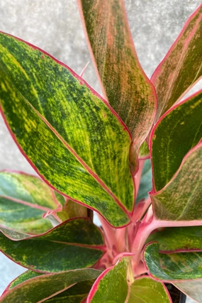 Aglaonema 'Siam' 5" medium flower pot  