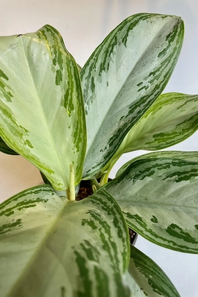 Aglaonema 'Silver Bay' 6" medium flower pot  