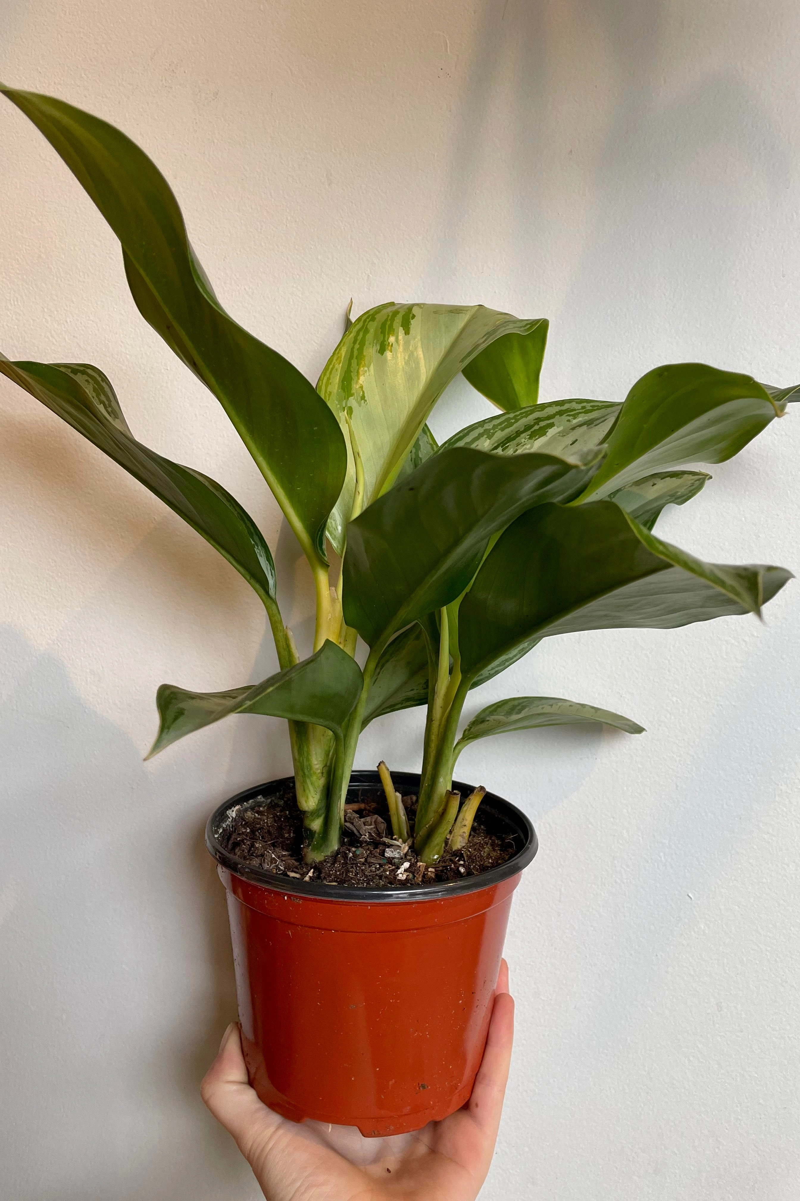 Aglaonema 'Silver Bay' 6"