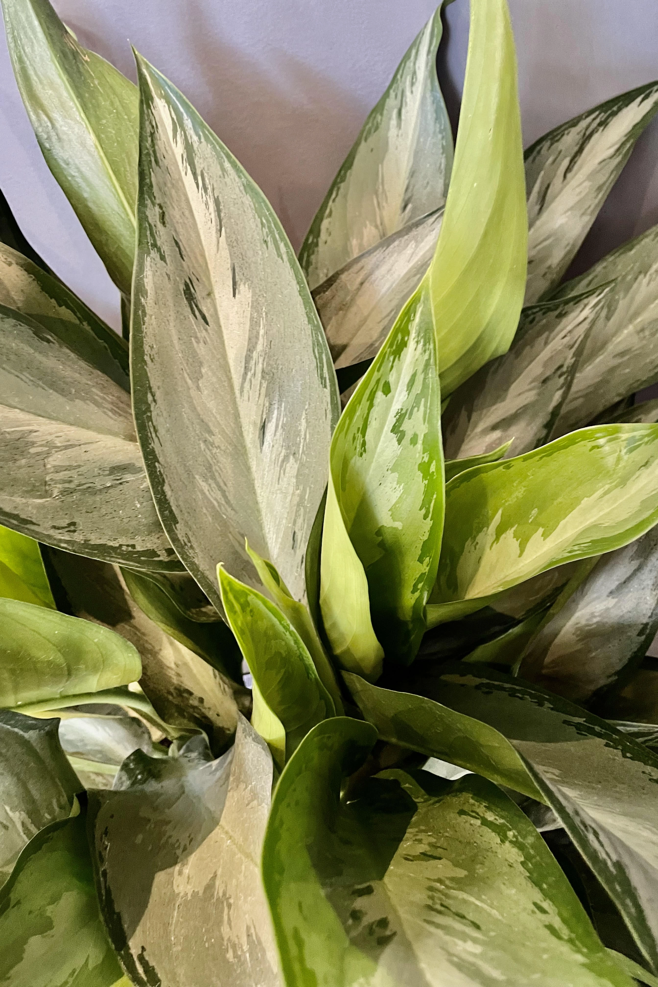 Aglaonema 'Silverado' 10"