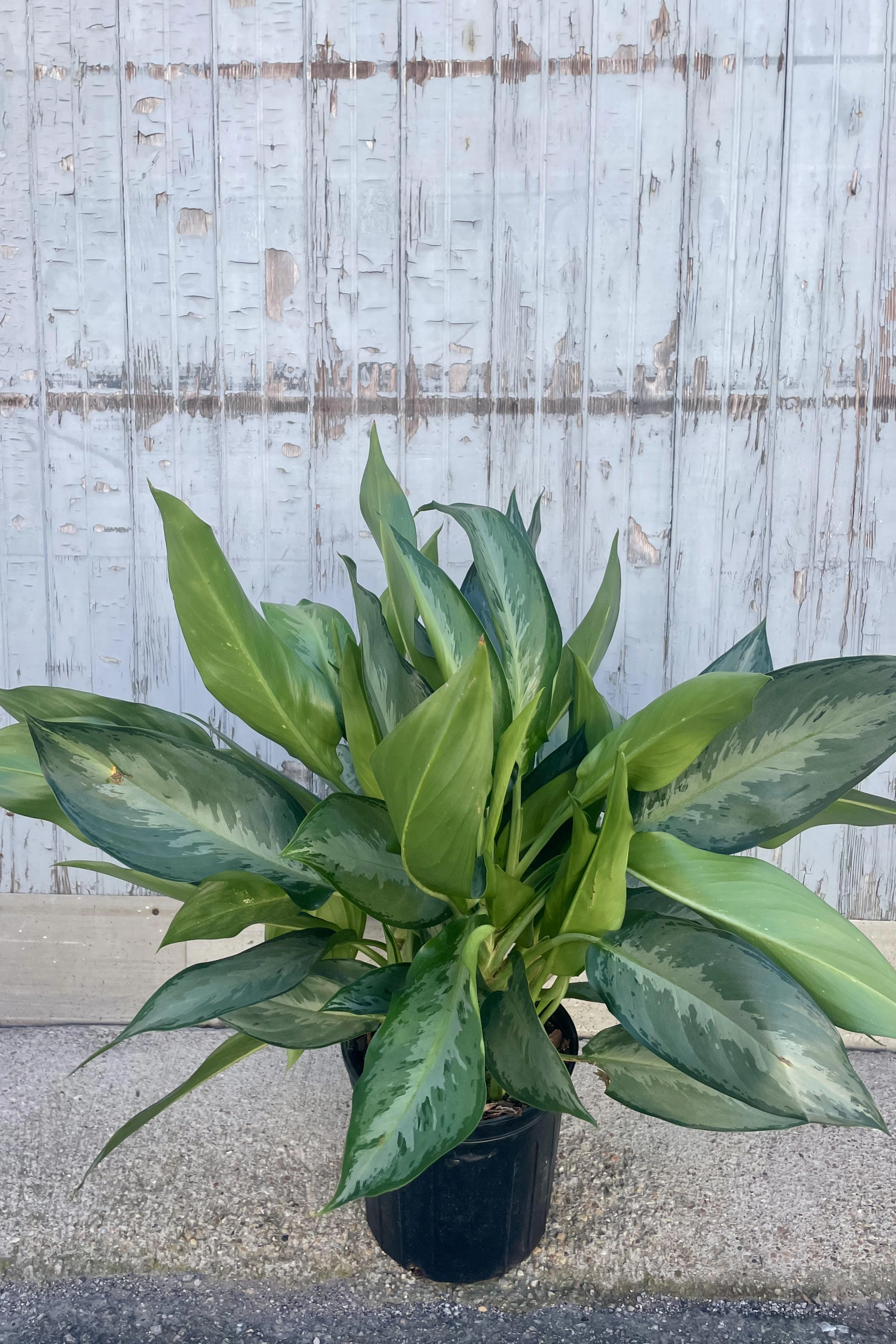 Aglaonema 'Silverado' 10" medium flower pot  
