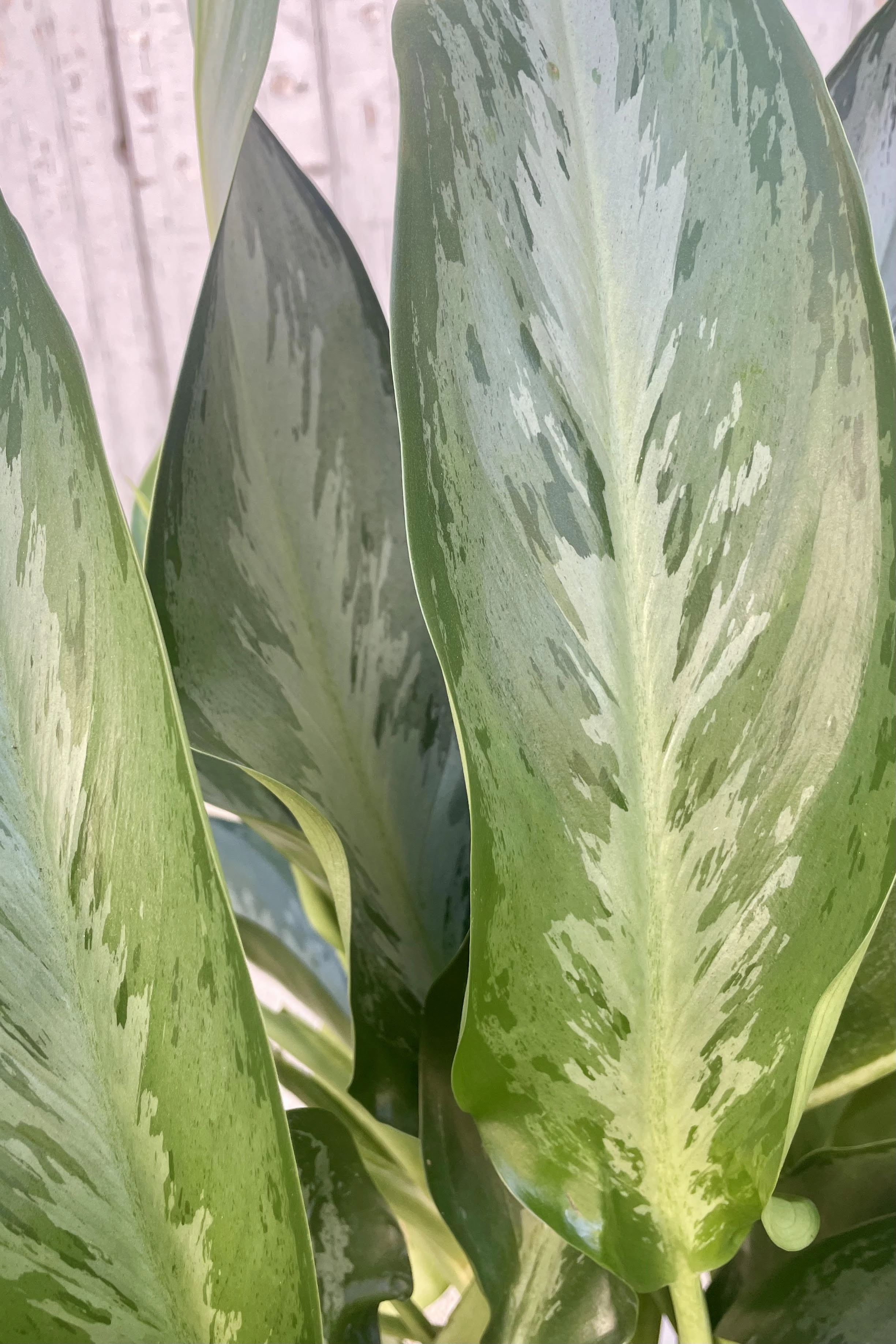 Aglaonema 'Silverado' 10"